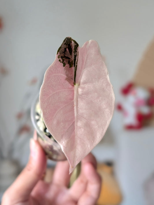 Alocasia Chantrieri ‘Pink’ Pup ✦ Corm Grown