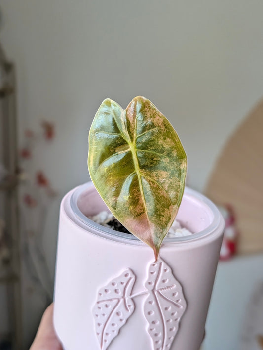 Alocasia Golden Bone Aurea/Peachy Pup ✦ Offshoot