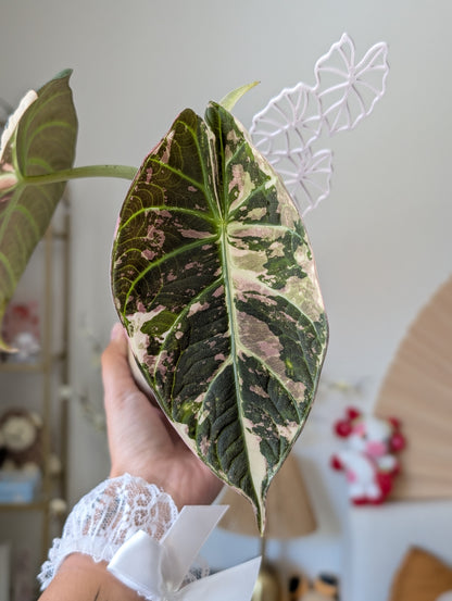 Alocasia Maharani Albo/Pink *corm*