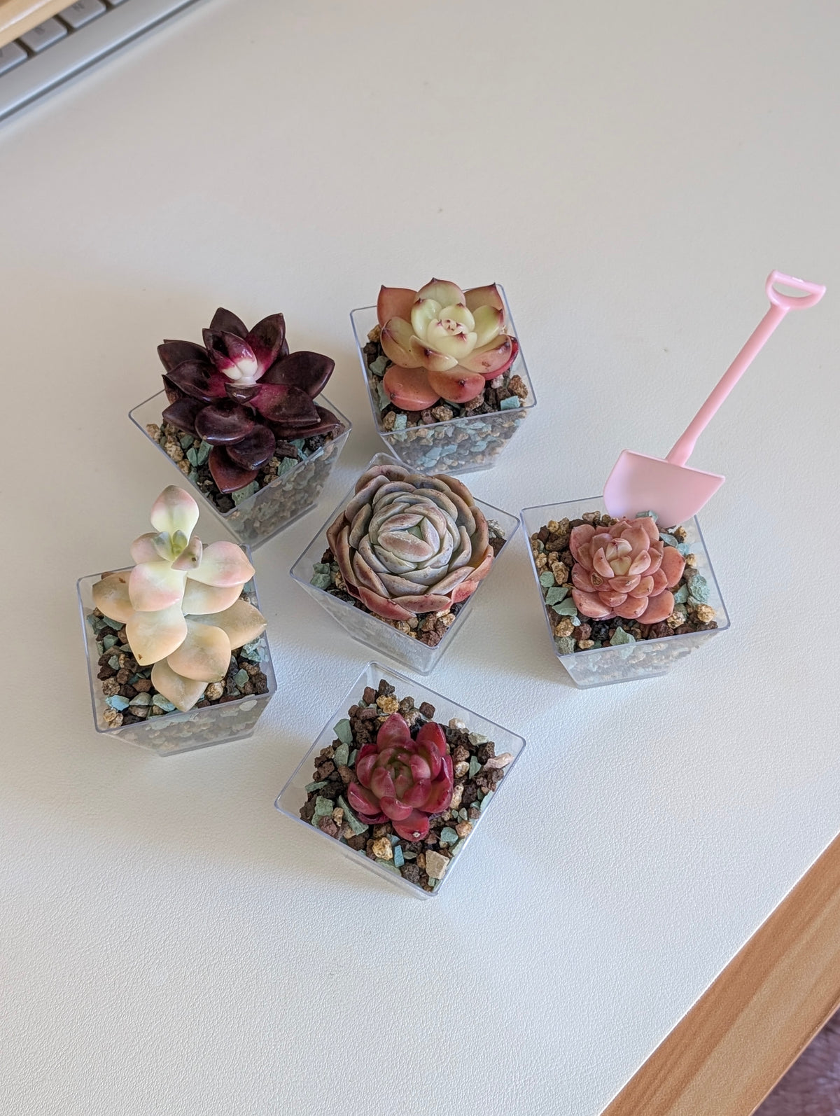 Mini Succulent *assorted*