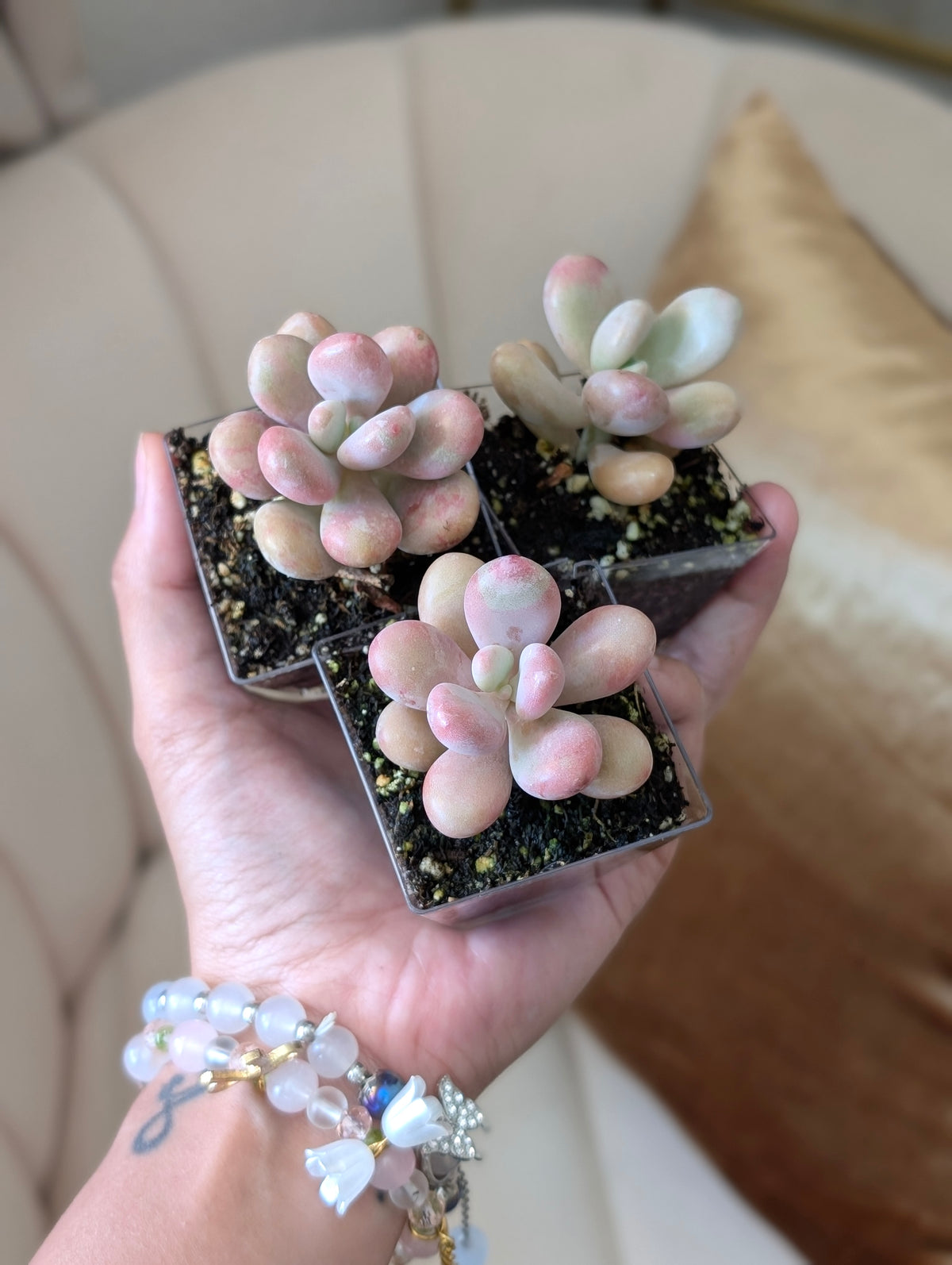 Mini Succulent *assorted*