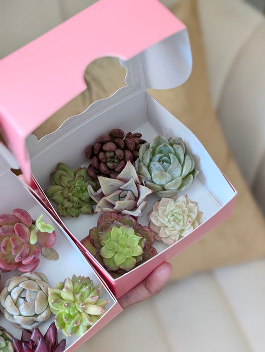 Mini Succulent *assorted*