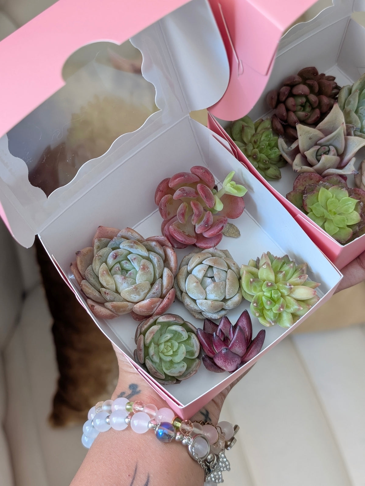 Mini Succulent *assorted*