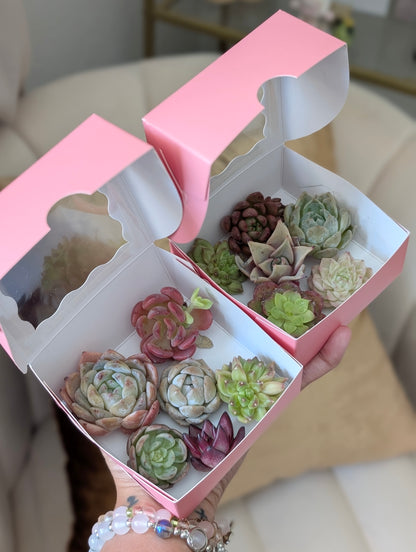 Mini Succulent *assorted*