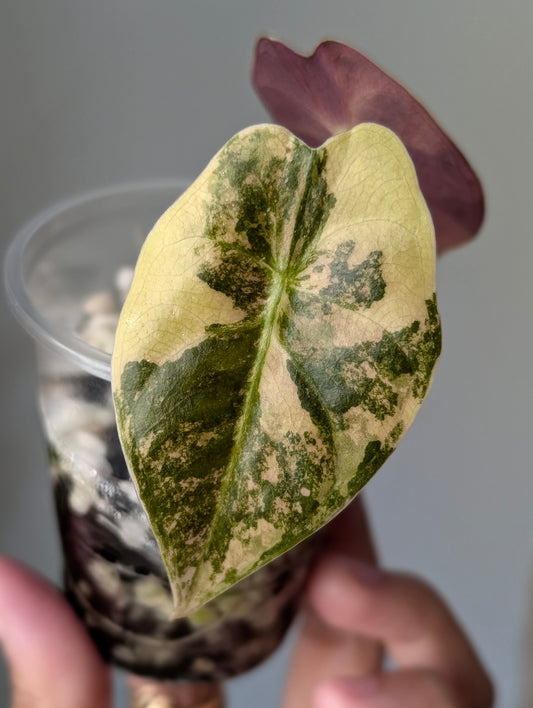 Alocasia Golden Bone Aurea/Peachy Pup Offshoot