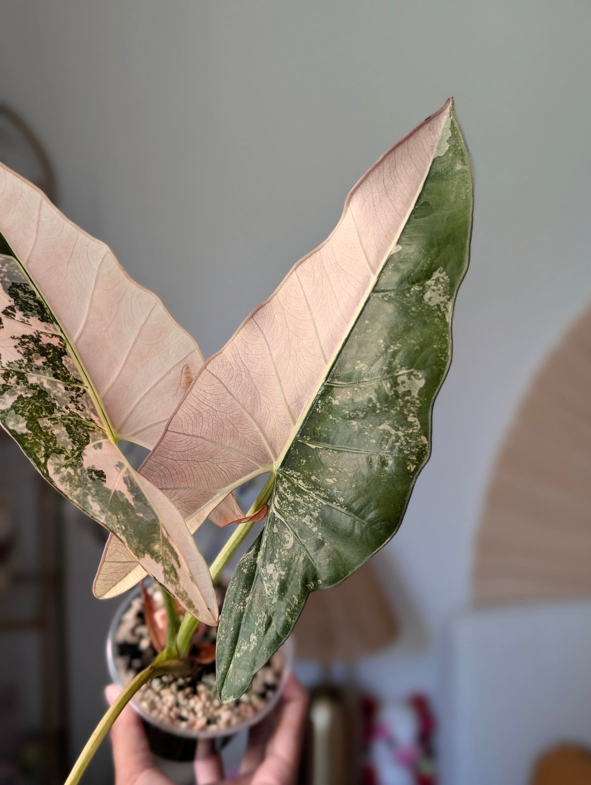 🦄 Alocasia Scabriuscula Albo/Pink *Corm*