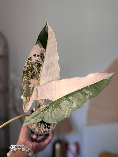 🦄 Alocasia Scabriuscula Albo/Pink *Corm*