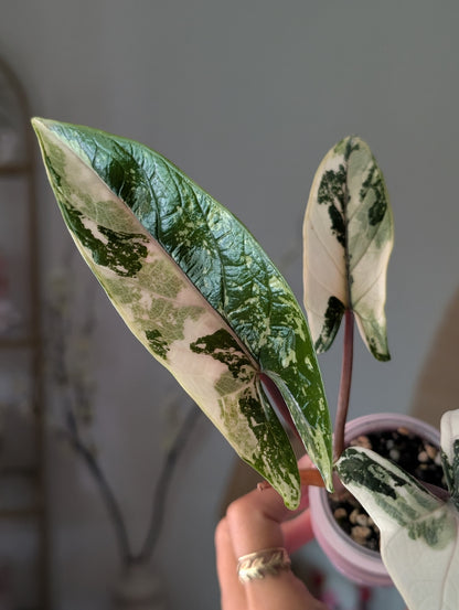 🦄 Alocasia Scalprum Albo/Pink Vein ✦ Corm Grown