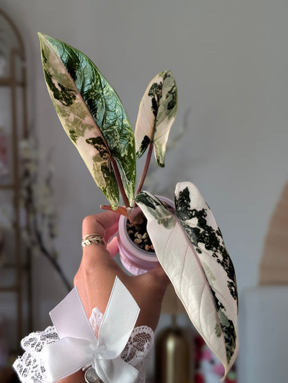 🦄 Alocasia Scalprum Albo/Pink Vein ✦ Corm Grown