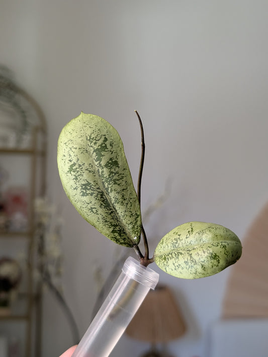 Hoya Lorelai