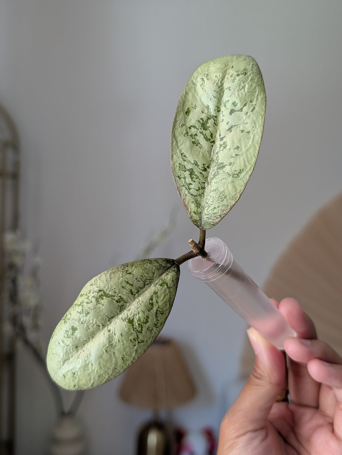 Hoya Lorelai