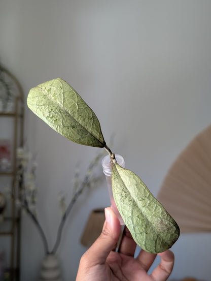 Hoya Lorelai