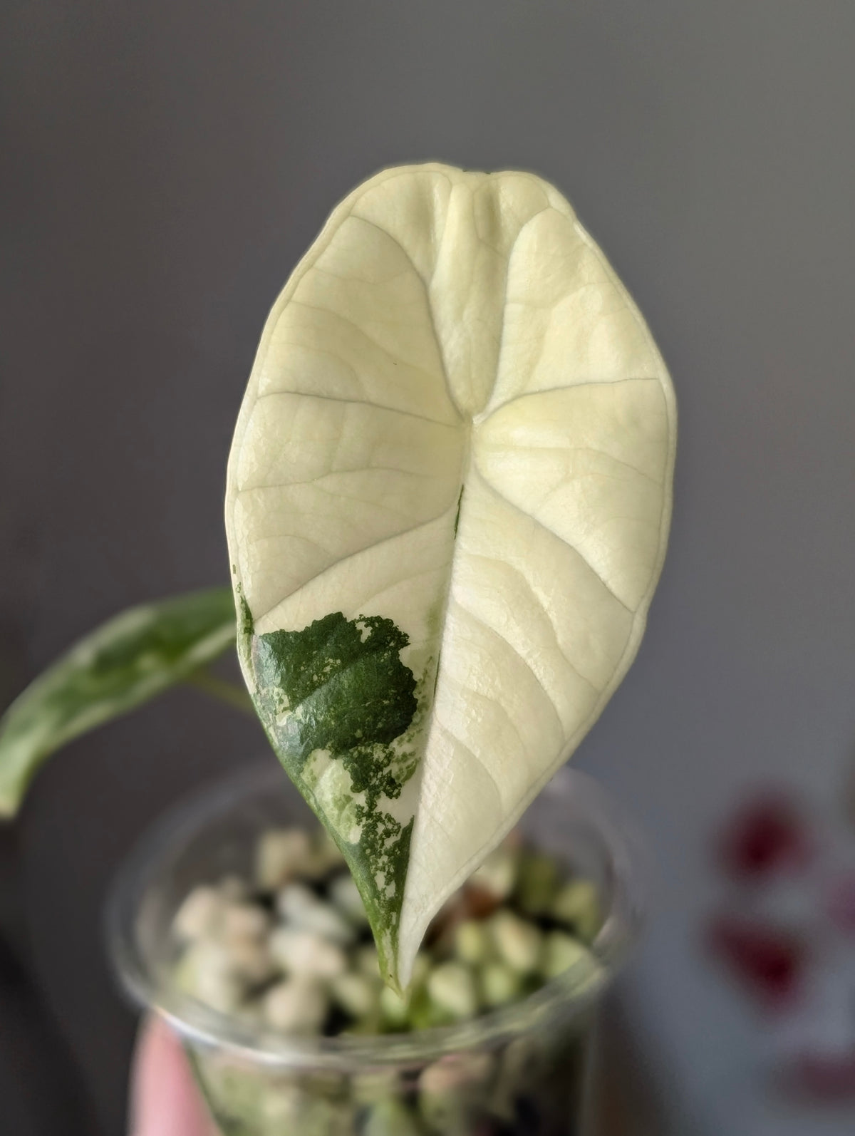Alocasia 'Bisma' Platinum Albo/True Albo ✦ Offshoot