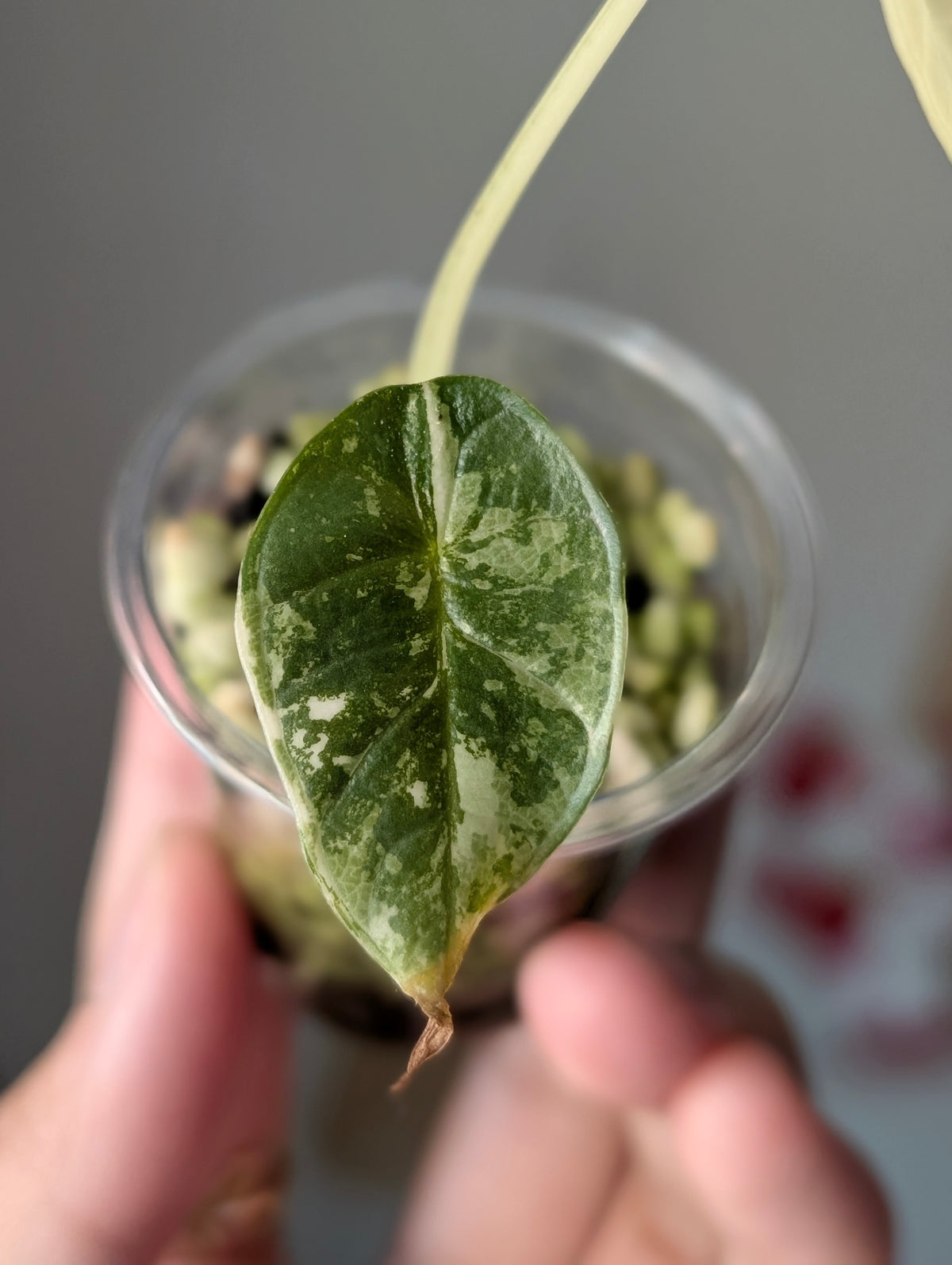 Alocasia 'Bisma' Platinum Albo/True Albo ✦ Offshoot