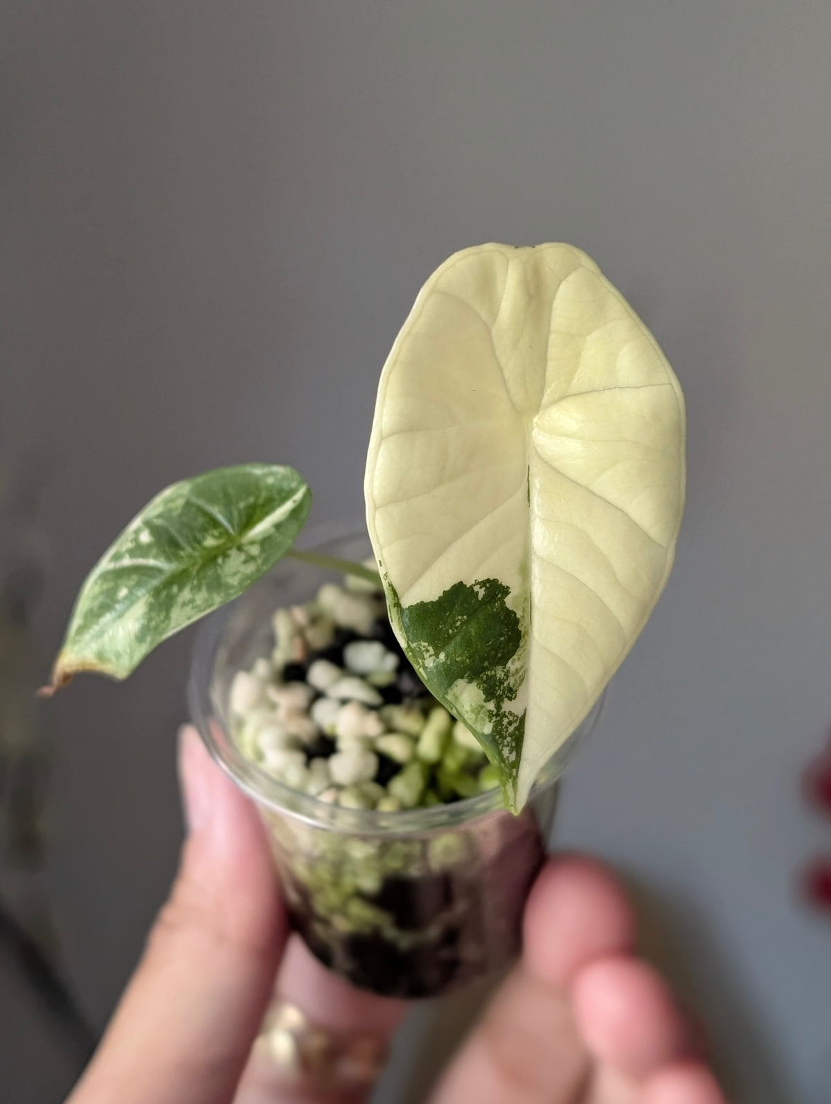 Alocasia 'Bisma' Platinum Albo/True Albo ✦ Offshoot