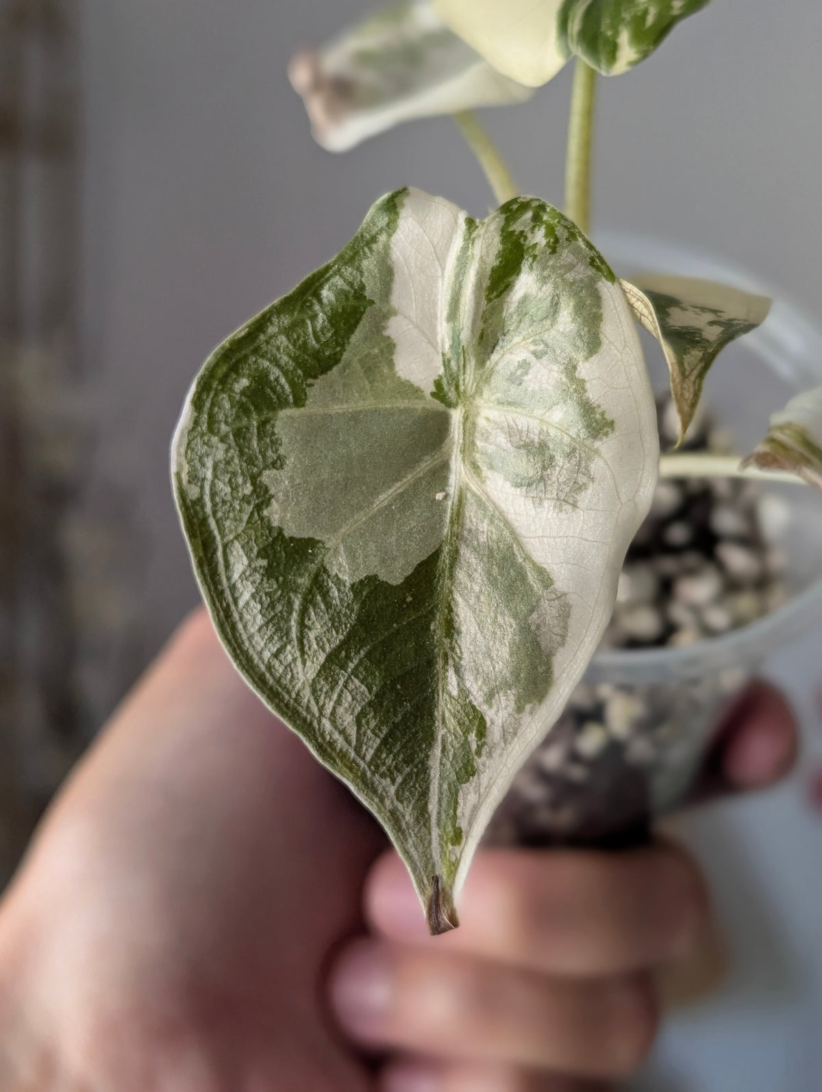 Alocasia Wentii Pink/Albo