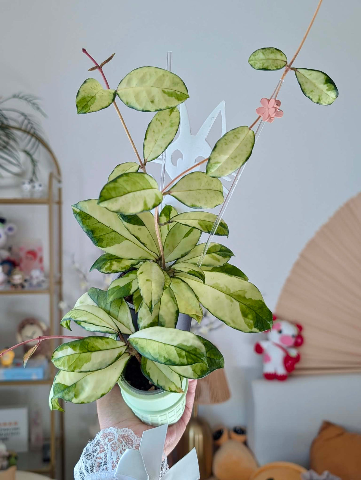 Hoya Crassipetiolata Variegated Cuttings