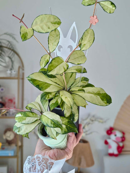 Hoya Crassipetiolata Variegated Cuttings